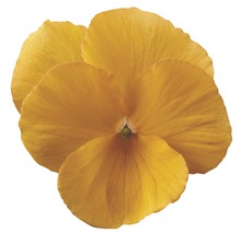 Gelbe Gartenstiefmütterchenblüte