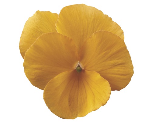 Gelbe Gartenstiefmütterchenblüte