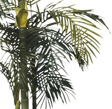 Kunstpalme Arekapalme golden Cane, Höhe 160 cm, grün-thumb-3