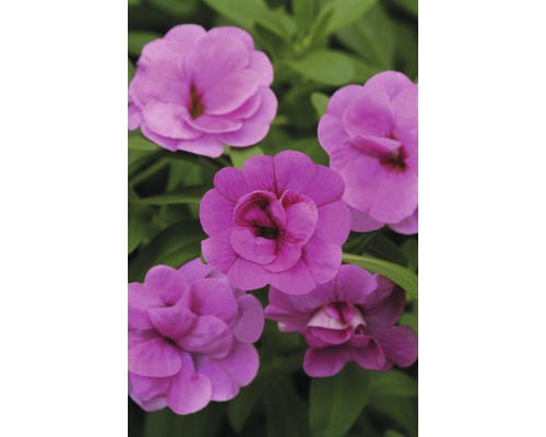 Gros plan de fleurs de pétunia doubles