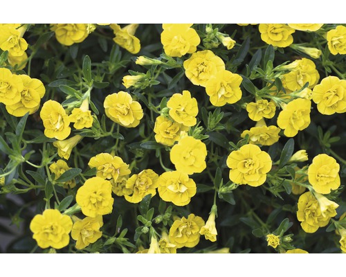 Fleurs de calibrachoa jaunes avec des feuilles vertes
