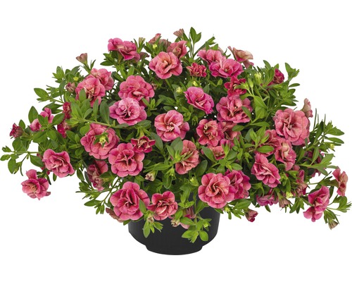 Pétunia double en pot