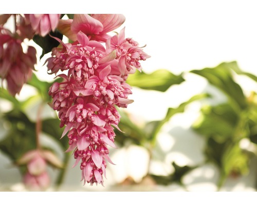 Hängende Medinille mit rosa Blüten