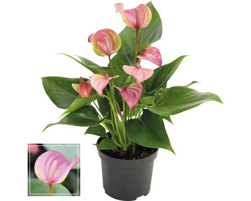 Langue de feu / Anthurium FloraSelf Anthurium andreanum «Pink» H 35-40 cm pot Ø 12 cm