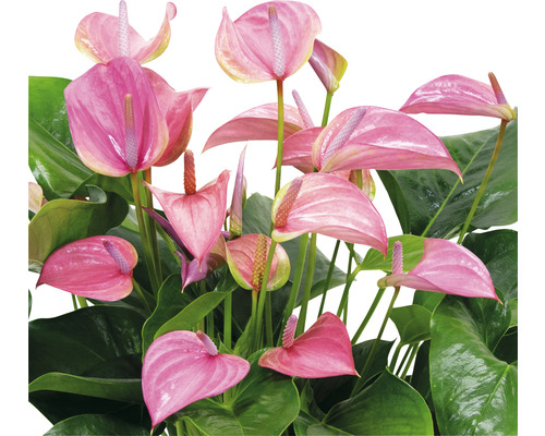 Anthurie Zimmerpflanze mit rosa Blüten und grünen Blättern