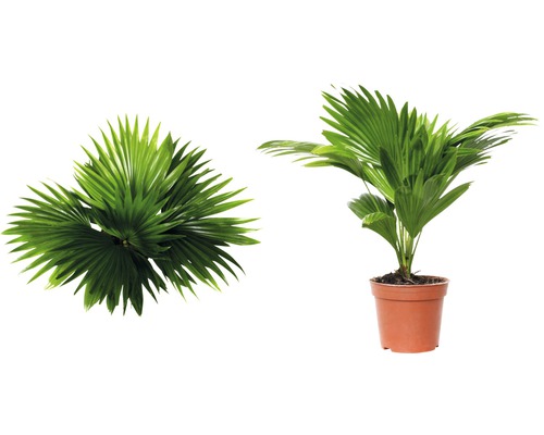 Palmier chanvre en pot et vue de dessus des feuilles