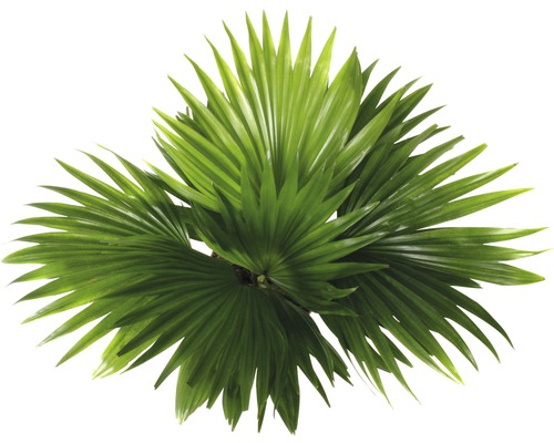 Palmier éventail avec des feuilles vertes