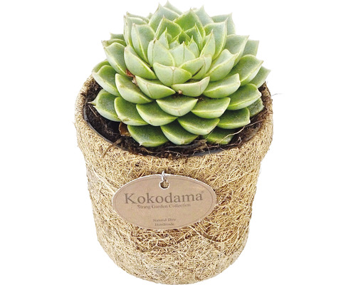 Sukkulente im Kokostopf