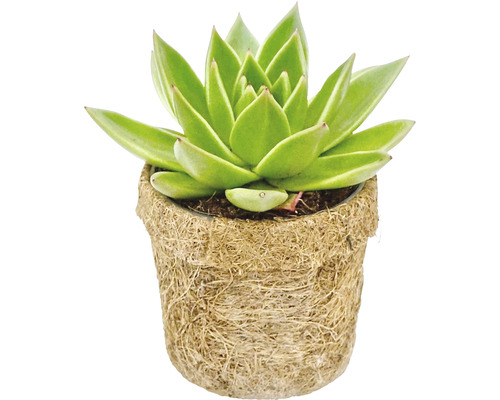 Sukkulente in einem Topf