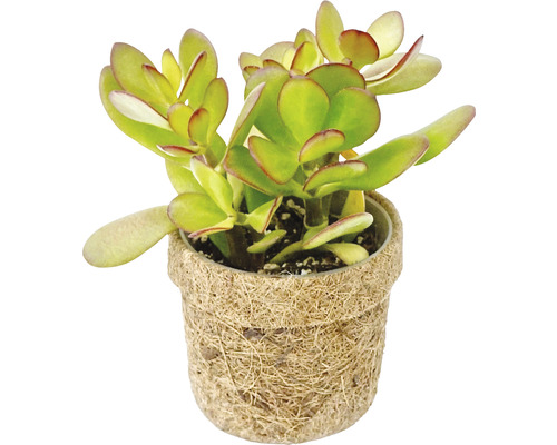 Geldbaum Crassula ovata im Topf