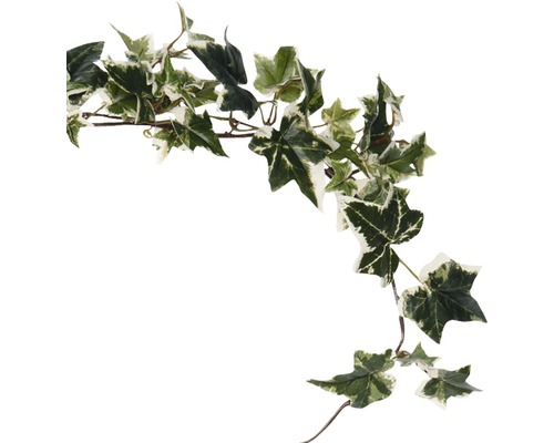 Guirlande de lierre avec feuilles vertes et claires