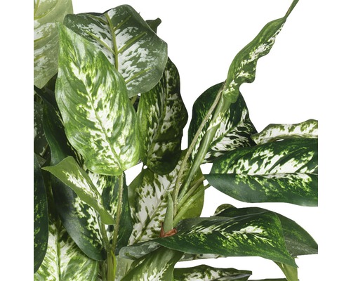 Gros plan d''un Dieffenbachia avec des feuilles à motifs verts et blancs.