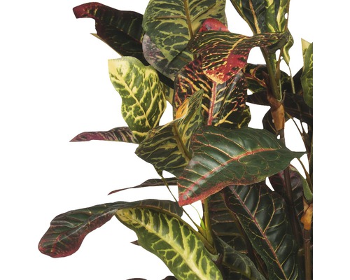 Plante de croton avec des feuilles multicolores.