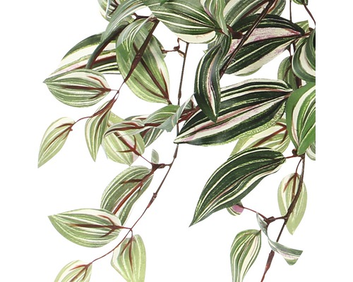 Plante d''intérieur avec des feuilles rayées