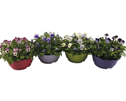Quatre pots colorés avec des pensées