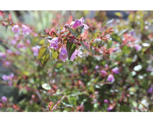 Blühender Abelien-Strauch im Garten.