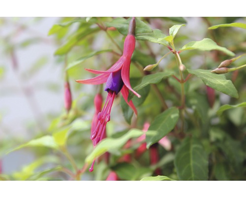 Nahaufnahme einer Fuchsie mit Blüten und Blättern