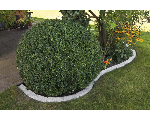 Arbre sphérique dans jardin avec pelouse et dalles de chemin