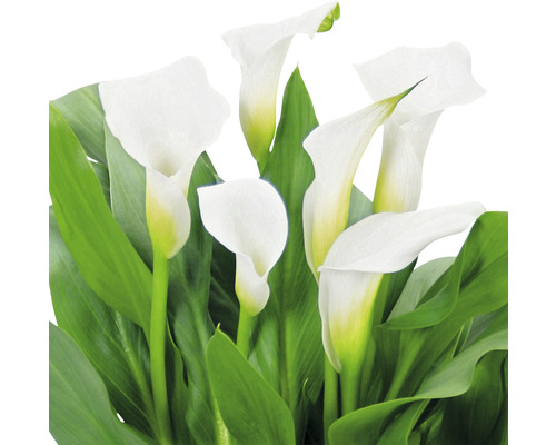Weisse Calla-Blüten mit grünen Blättern