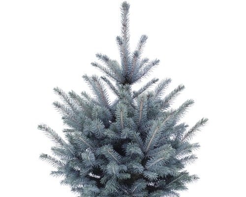 Partie supérieure d''un épicéa bleu