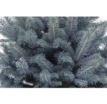 Gros plan d''un épicéa bleu avec des aiguilles