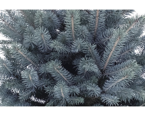 Gros plan d''un épicéa bleu avec des aiguilles