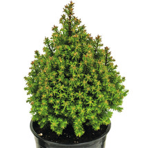 Épicéa nain conique en pot