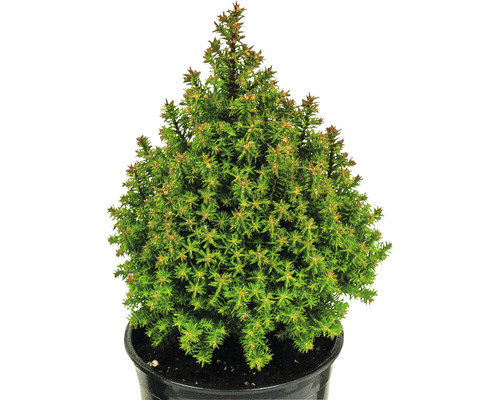 Épicéa nain conique en pot