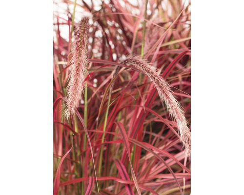 Ziergras mit roten Blättern und Blütenständen