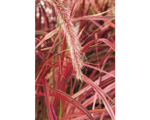 Ziergras mit dekorativen Blütenständen und Blättern