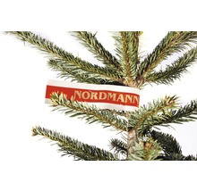 Detailaufnahme eines Nordmann Tannenbaums mit Etikett