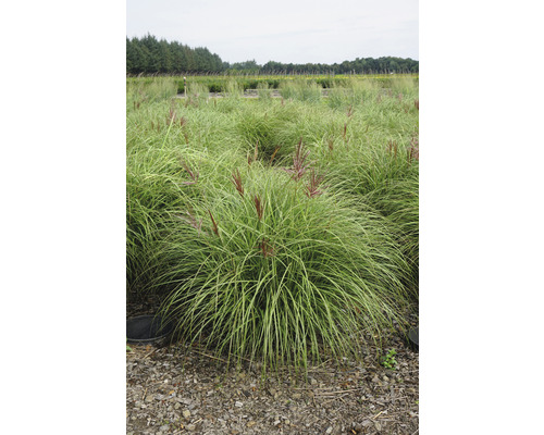 Roseau de Chine de jardin FloraSelf Miscanthus sinensis 'Red Chief' h 20-100 cm Co 6 L