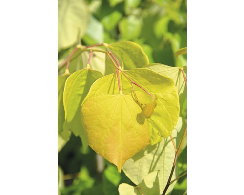 Arbre de Judée canadien FloraSelf Cercis canadensis 'Ace of Hearts' demitige 40 cm H ca. 70 cm Co 6 L