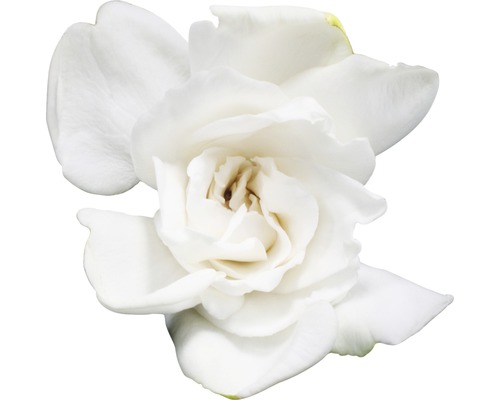 Einzelne weisse Gardenienblüte