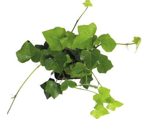 Draufsicht einer Efeupflanze im Topf