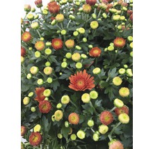 Nahaufnahme von Topfchrysanthemen mit Blüten und Knospen