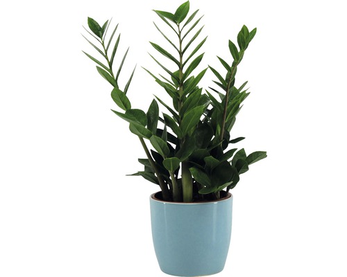 Zamioculcas plante d''intérieur en pot