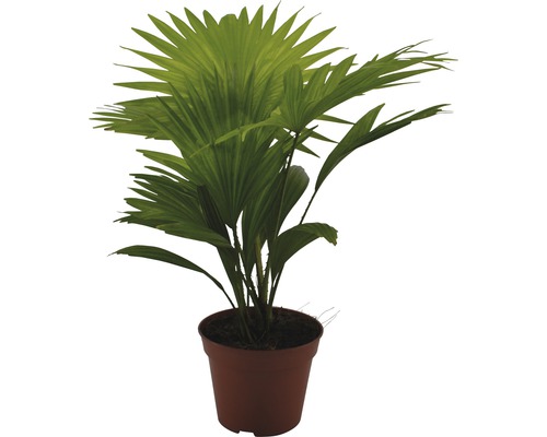 Palmiste à éventail en pot