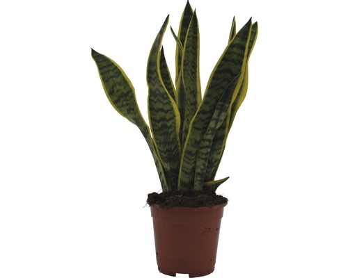 Sansevieria plante d''intérieur en pot
