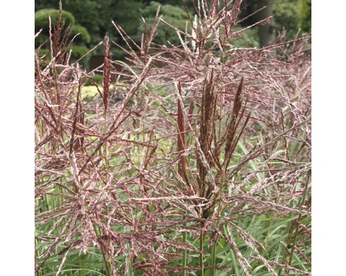 Chinaschilf im Garten