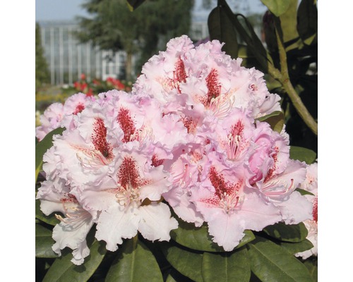 Rhododendron hybride assorti 60-70 cm
