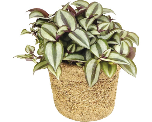 Dreimasterblume im Topf