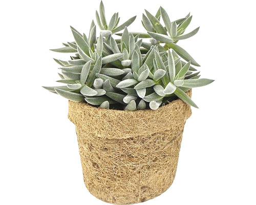 Künstliche Sukkulente in einem Topf aus Kokosfaser