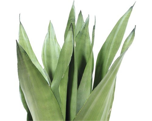 Sansevieria-Pflanze mit langen, grünen Blättern