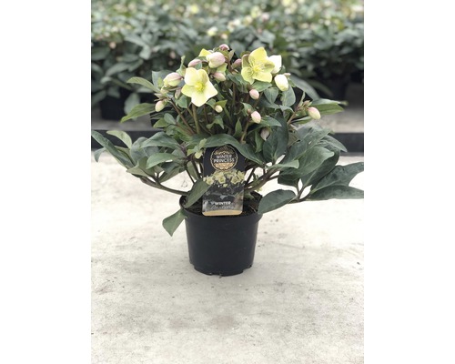 Hellébore plante en pot avec des fleurs jaunes et des feuilles vertes