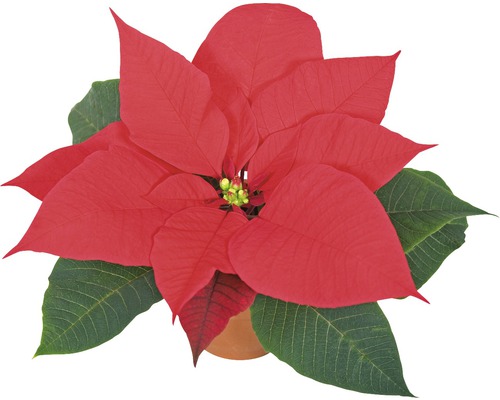 Weihnachtsstern im Topf mit roten Hochblättern und grünen Blättern.