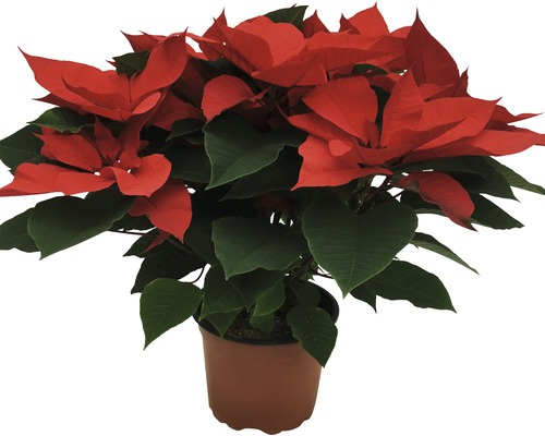 Poinsettia en pot avec bractées rouges