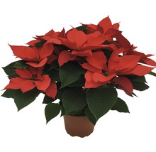Weihnachtsstern in einem Topf