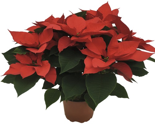 Poinsettia en pot