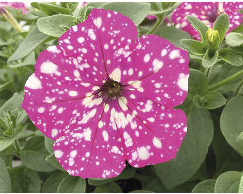 Pétunia avec des points blancs et des feuilles vertes